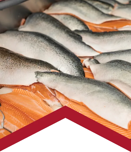 Filetes de pescado fresco dispuestos para procesamiento