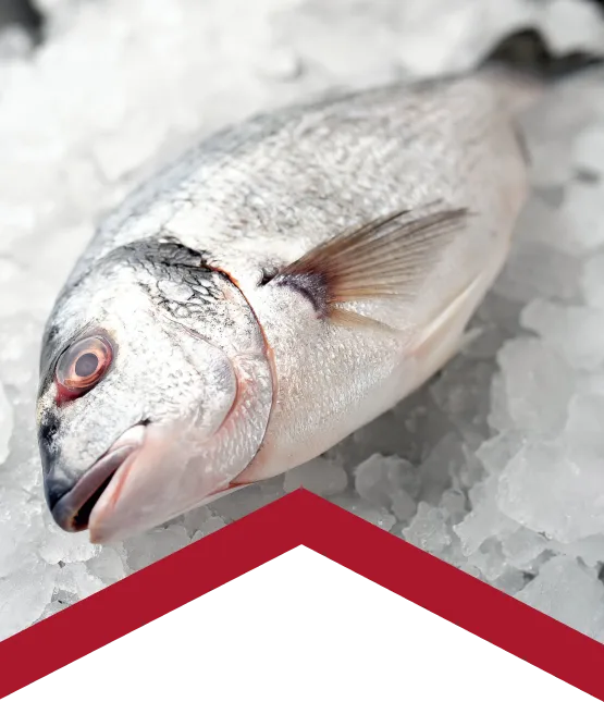 Pescado entero preparado para almacenamiento en frío