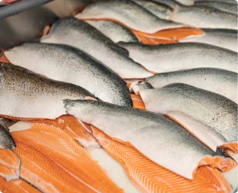 Filetes frescos de mariscos preparados para procesamiento